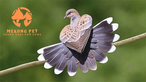 Thị trường mua bán chim cu gáy rất tấp nập, nhiều phân khúc giá và nhóm khánh hàng khác nhau